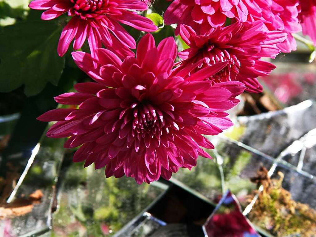 Zweites Chrysanthema-Wochenende in Lahr