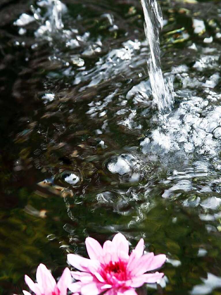 Zweites Chrysanthema-Wochenende in Lahr