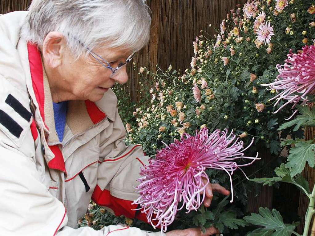 Zweites Chrysanthema-Wochenende in Lahr