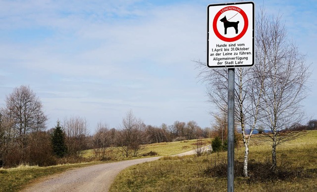 Vom 1. November an drfen Hunde auf dem Langenhard wieder rennen.  | Foto: klaus Schweizer