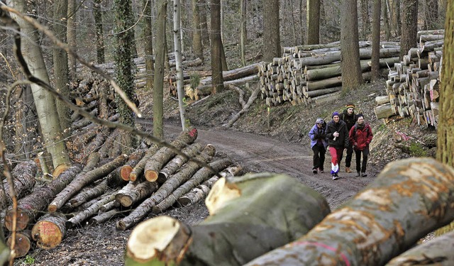 Rund 40000 Euro wird die Holzernte im Herrischrieder Wald 2016 kosten.  | Foto: Symbolfoto: Thomas Kunz