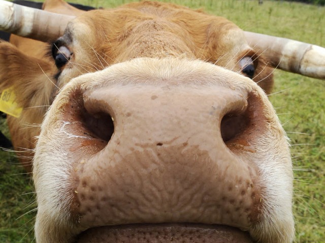 Eine Kuh fr 35 Kunden  | Foto: Verwendung weltweit, usage worldwide