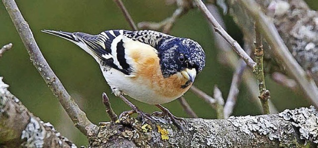   | Foto: Naturpark Sdschwarzwald/Mail von Valerie Bssler