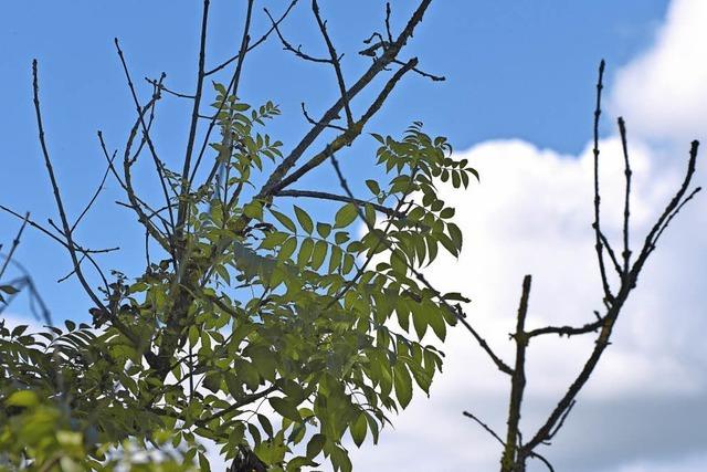 Wald bekommt ein anderes Gesicht