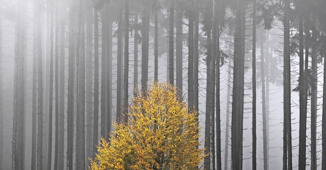 Der heimische Wald: als Erholungsraum ...scher Faktor gleichermaen geschtzt.   | Foto: dpa