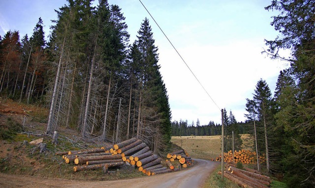 Viel Arbeit, viel Ertrag: Die Stadt To...ner der grten Waldbesitzer im Land.   | Foto: ulrike jger