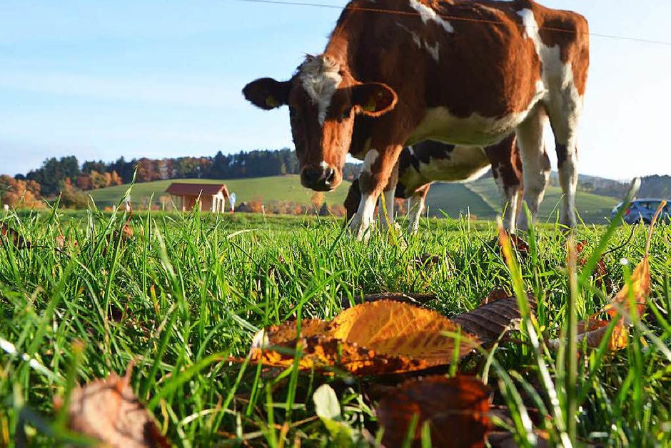 Im Dreisamtal genießt eine Kuh die Herbstsonne. (Foto: Kathrin Blum) Im Dreisamtal genießt eine Kuh die Herbstsonne. (Foto: Kathrin Blum)