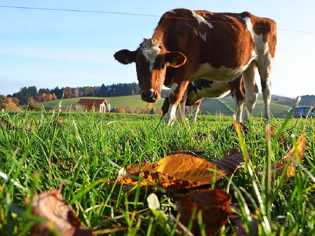 Im Dreisamtal geniet eine Kuh die Herbstsonne.