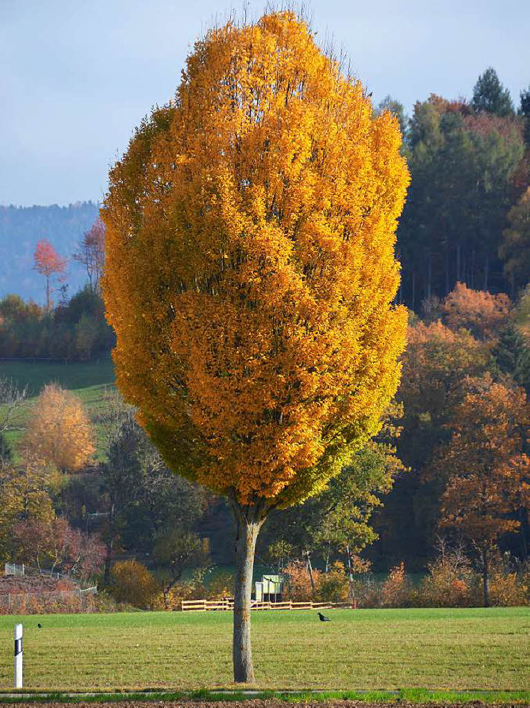 Dieser Baum animiert Autofahrer bei Kirchzarten zum Anhalten.