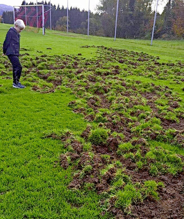 Sauwohl haben sich die Wildsue gefhlt, muss Jungkicker Marius feststellen.   | Foto: Oliver Zurnieden