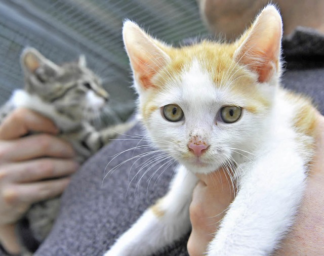 Die beiden kleinen Katerbrder  | Foto: Michael Bamberger