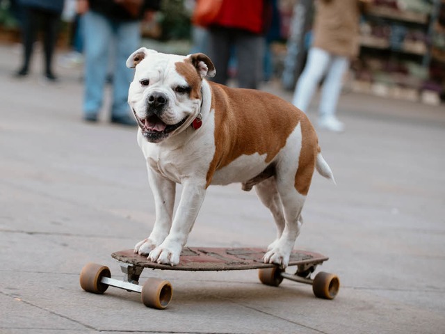 Auf der Messe &#8222;Mein Hund&#8220; ...nen Vierbeiner von heute. (Symbolbild)  | Foto: dpa