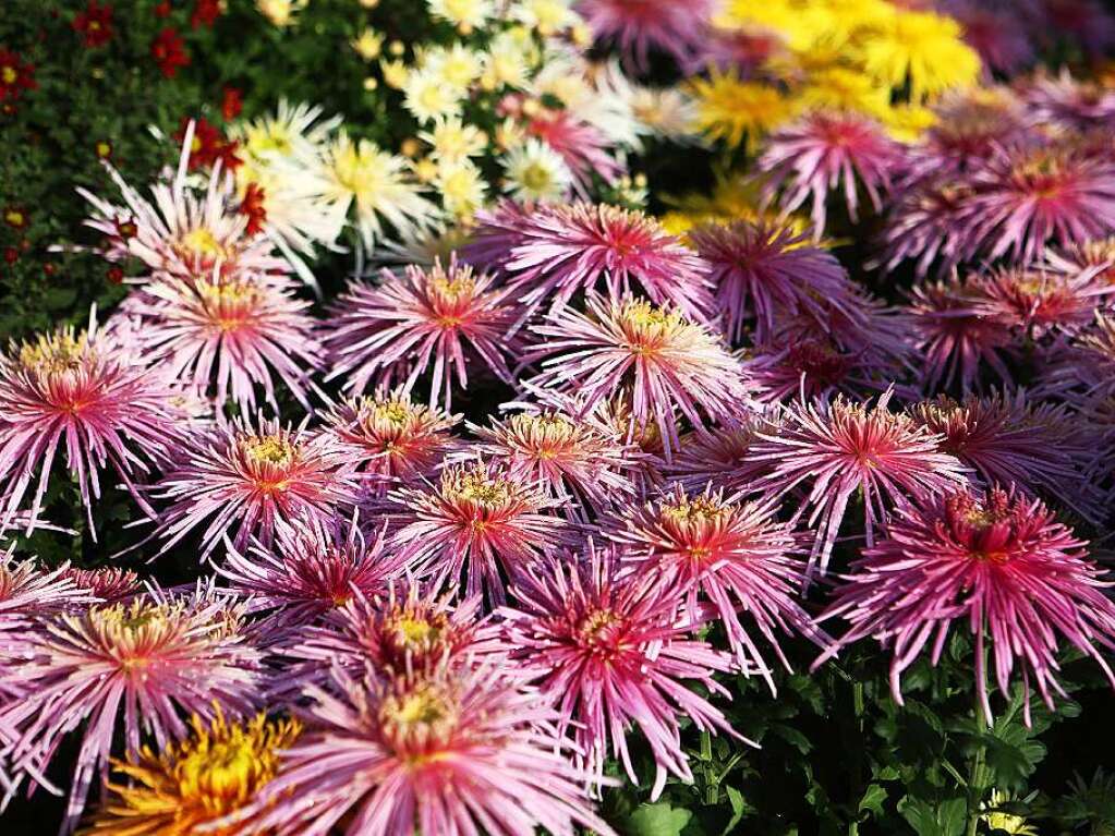 Wenn die Sonne ber den Chrysanthemen in der Lahrer Innenstadt liegt, dann durchbricht eine fulminante Farbenpracht das Grau des Novembers und lsst die Besucher nur noch staunen, was Handwerkskunst und Wetter gemeinsam mglich machen.