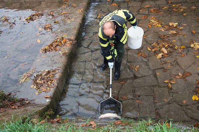 Mitglieder der Freiwilligen Feuerwehr ... tote Fische aus der Hgelheimer Runs.  | Foto: Volker Mnch