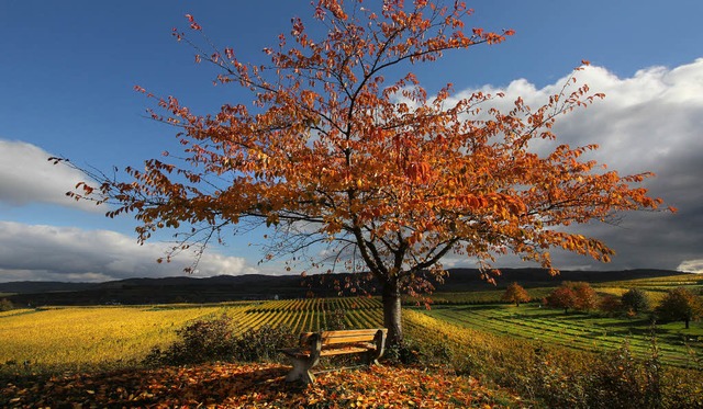 Herbstimpressionen  | Foto: Hans-Peter Ziesmer