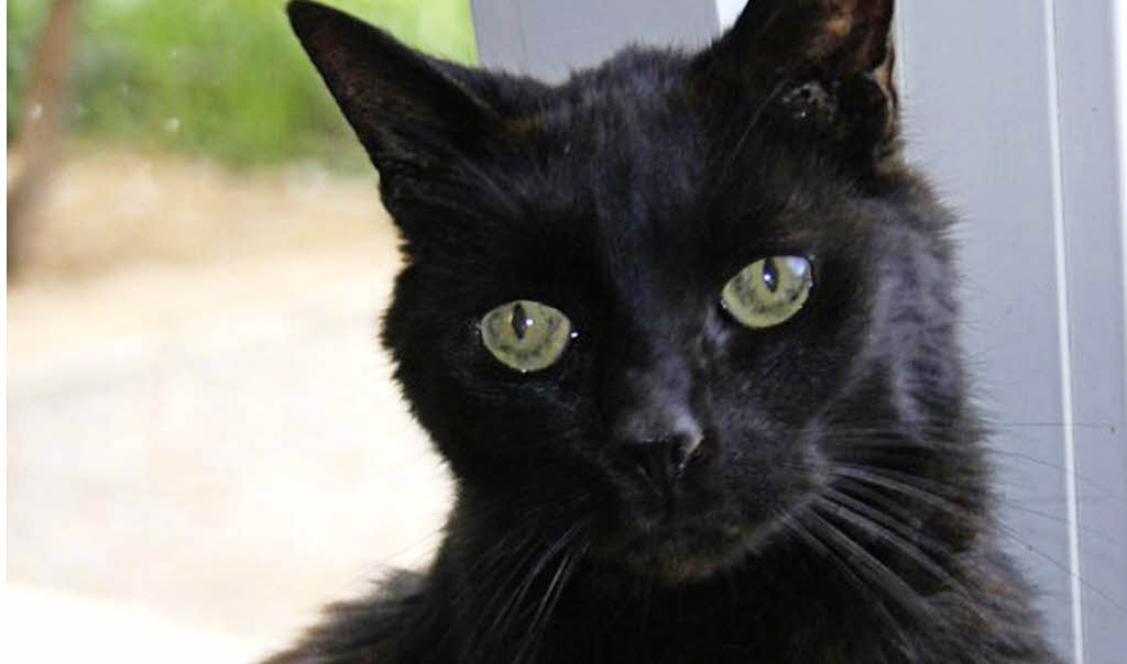 Ein schwarzer Kater, der gerne kuschelt Weil am Rhein Badische Zeitung