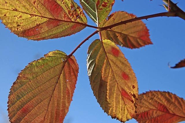 Ein Herbst