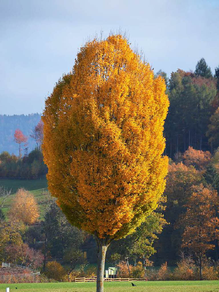 Herbst in Sdbaden