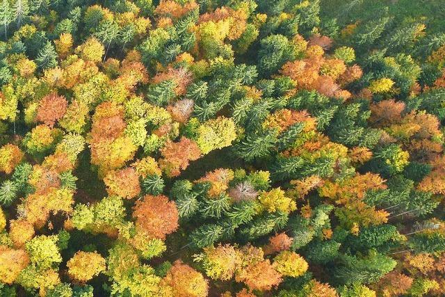 Fotos: Goldener Herbst in Freiburg