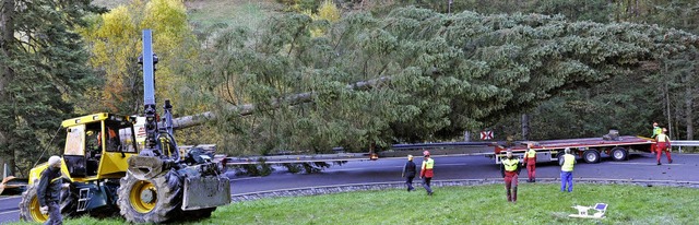 Die Fichte aus Oberried vor dem Abtran...pter zum Weihnachtsbaum werden soll.   | Foto: Privat