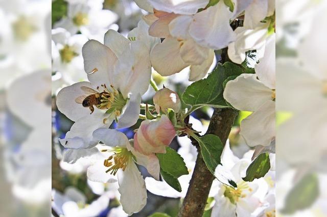 Einsatz fr Obst und Bienen