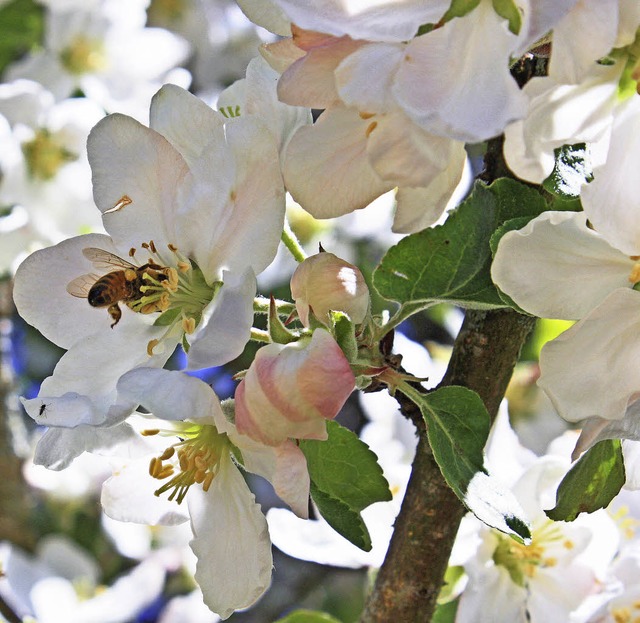 Ohne Bienen keine pfel ; die schnste... Bienen fr die Bestubung mehr gibt.   | Foto: Kuhlmann