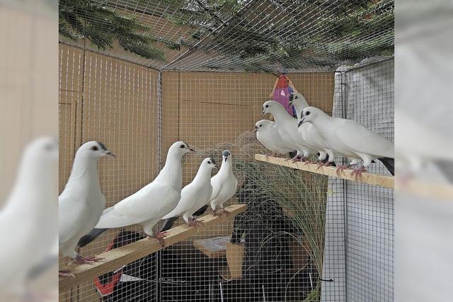 Tauben, Hhner und Enten in der Festhalle