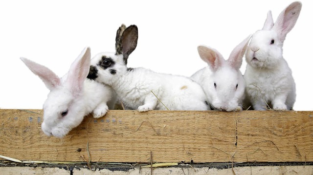 Wie die Karnickel - Kaninchen vermehren sich rasant.  | Foto: dpa