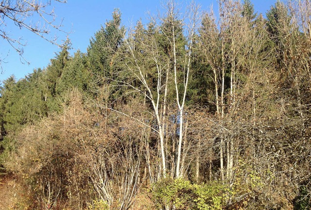 Der Wald bietet wichtigen Lebensraum u... betriebswirtschaftliches Zahlenwerk.   | Foto: jul