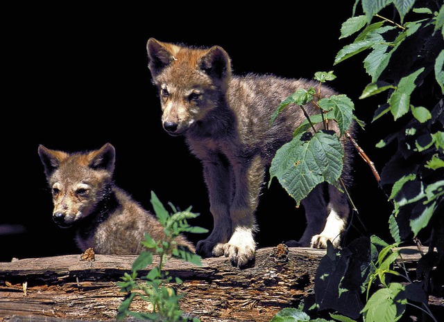 Knuddelig: junge Wlfe im Haliburton Wolf Center   | Foto: Stephan Brnjes