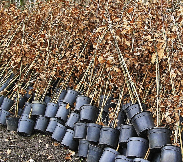 Junge Eichen - hier ein Beispiel - wurden in groer Zahl in Holzen angepflanzt.  | Foto: Jutta Schtz