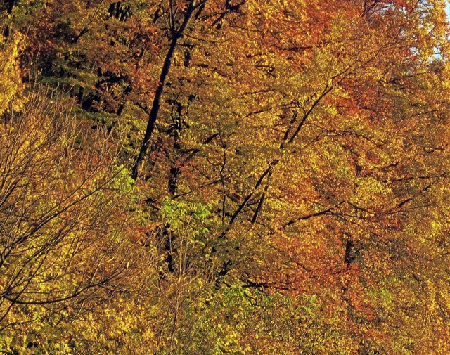 Nachdem das Wetter zunchst wechselhaf... dann doch noch seine goldene Pracht.   | Foto: Helmut Kohler