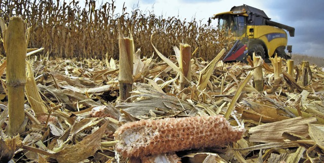 Ein Mhdrescher erntet ein Feld bei Eh...e und  Qualitt des Maises zufrieden.   | Foto: Siegfried Gollrad