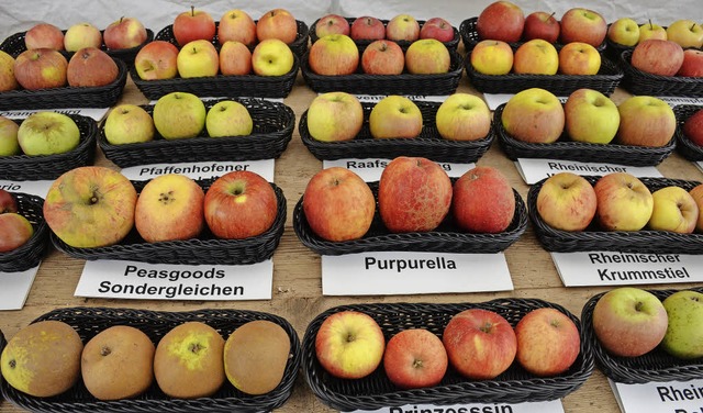 Apfelsorten-Ausstellung in Staufen  | Foto: Gabriele Hennicke