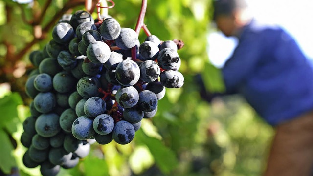 &#8222;Qualitt entsteht im Weinberg&#...unner Kellermeister Wolfgang Lffler.   | Foto: dpa