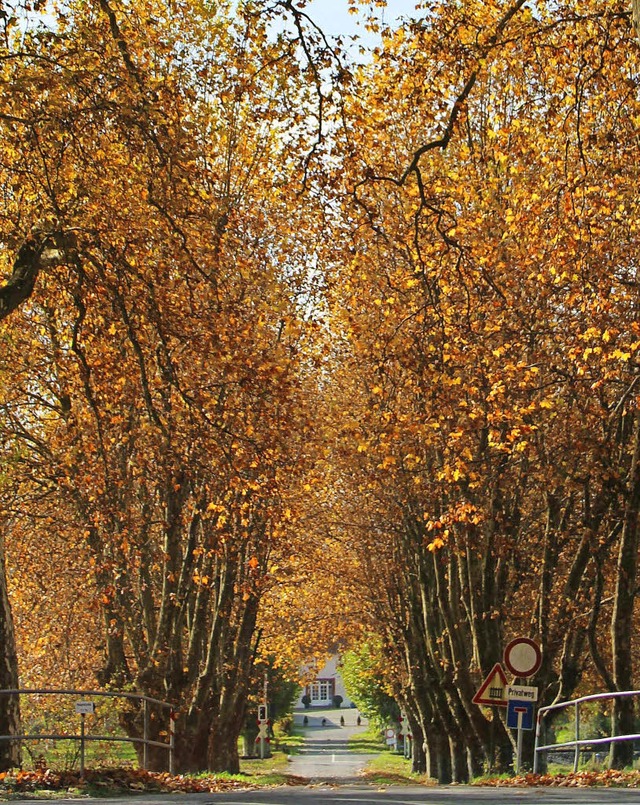 Der warme November ist zwar angenehm, ...eit macht der Vegetation zu schaffen.   | Foto: Helmut Kohler