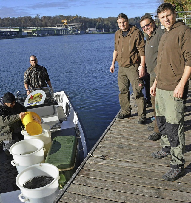 Die Mitglieder des Fischereivereins  s...chleien und Wildkarpfen im Rhein aus.   | Foto: Heinz Vollmar