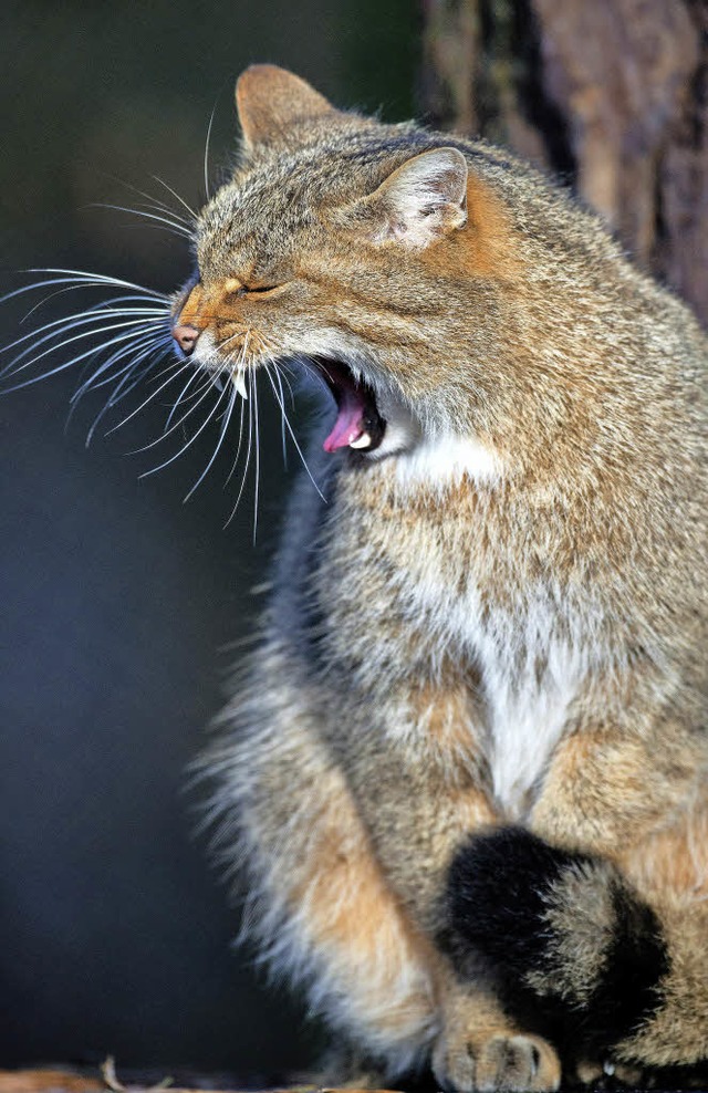 Durch grne Korridore soll sich die Europische Wildkatze  ausbreiten knnen.  | Foto: dpa