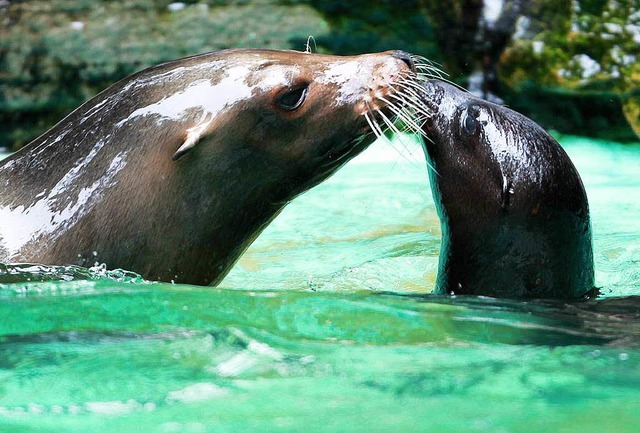 Im Dortmunder Zoo wurde Holly gettet ...gibt es keine Hinweise auf einen Tter  | Foto: dpa