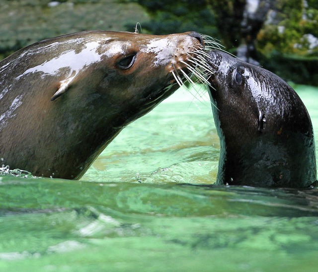 Holly (links) war ein friedfertiges Tier, sagt der Zoodirektor.   | Foto: dpa