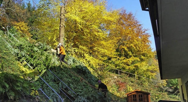 Baumpfleger Moritz Krause in Aktion &#...m Morgen eine 15 Meter hohe Douglasie.  | Foto: Silke Hartenstein