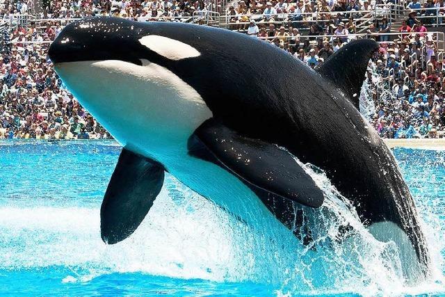 Seaworld stellt umstrittene Vorfhrungen mit Orcas ein