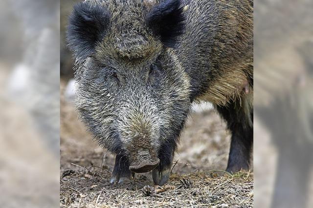 Jger nehmen Wildschweine ins Visier