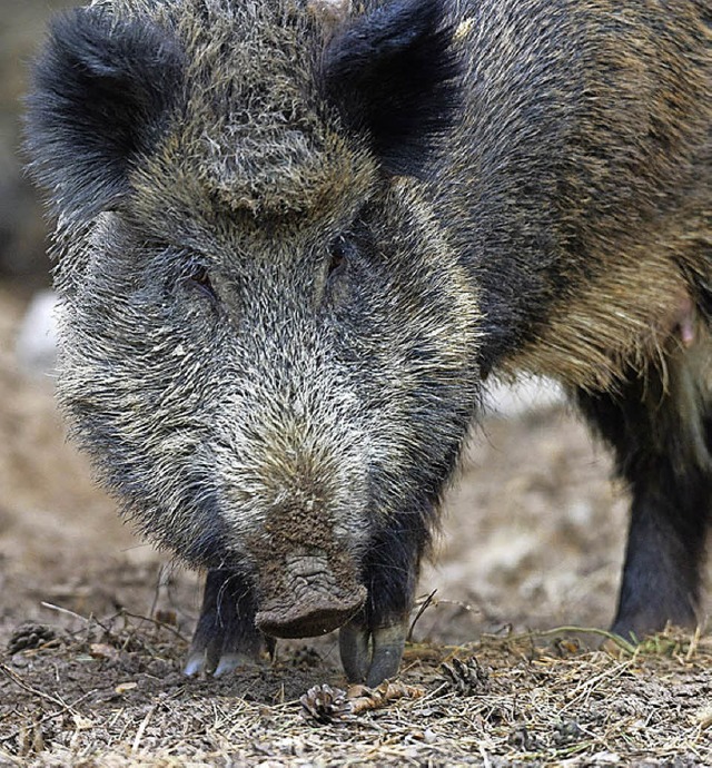 Wildschwein wird gejagt.  | Foto: dpa