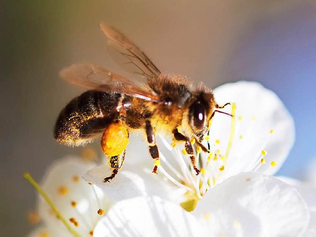 Viel Zeit zum Pollen sammeln, hatten die Bienen.   | Foto: colourbox