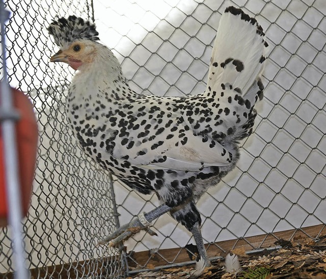 Rassehhner, Tauben und Enten zeigten  Elzacher Zchter.   | Foto: b. Fackler