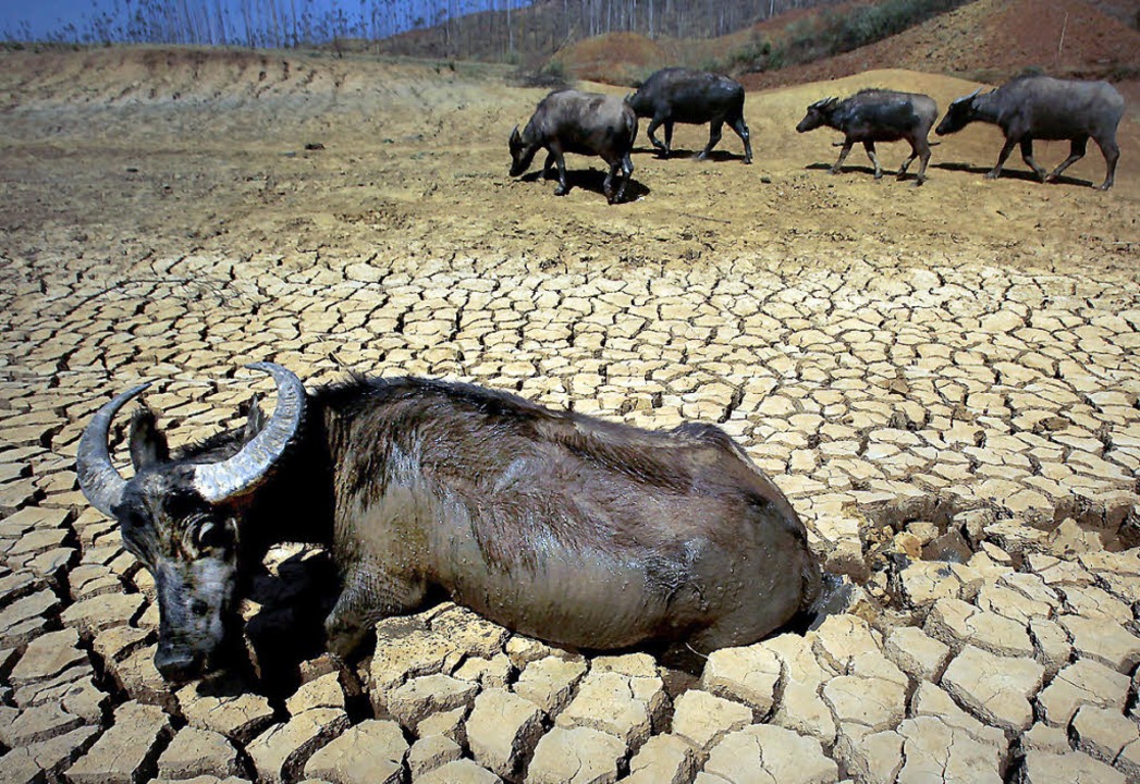 Dieses Bild stammt nicht aus Afrika, s...malen Jahren ist es hier saftig grn.   | Foto: AFP