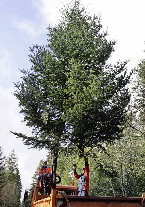 Taugt eben nicht nur zum Weihnachtsbaum: die Weitanne   | Foto: dpa