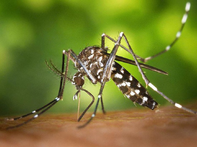 Eine weibliche asiatische Tigermcke (Aedes albopicts).  | Foto: dpa