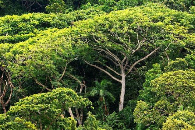 Bume am Amazonas sind stark bedroht